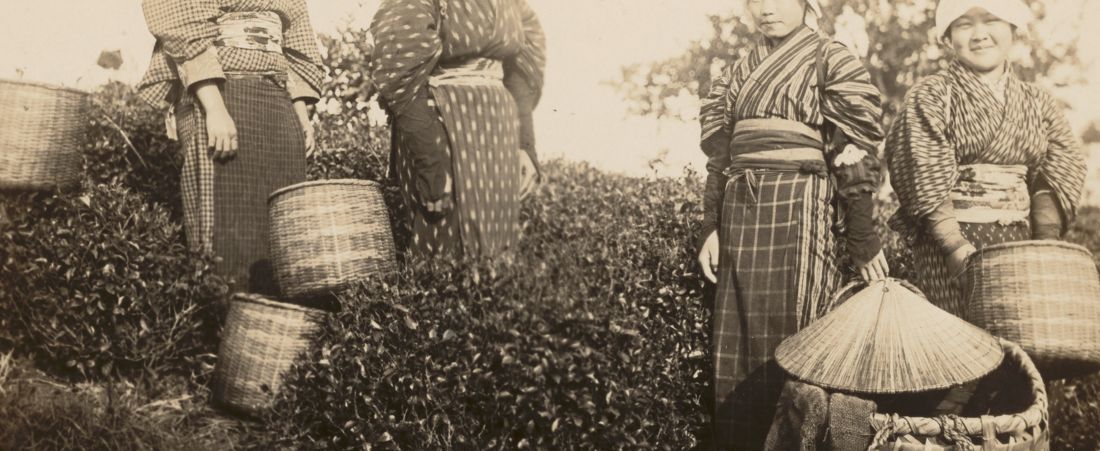 Tea pickers at Shizouka plantation