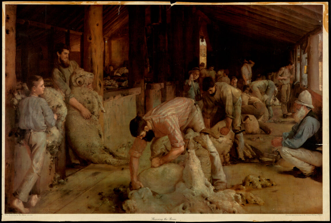 Shearing the rams.