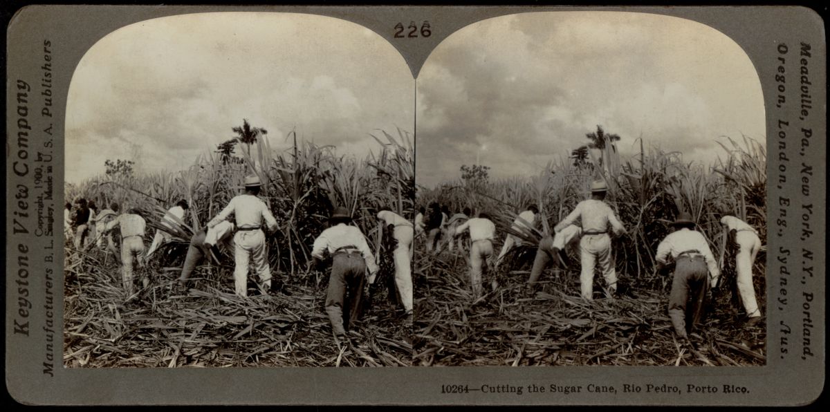 This stereograph from around 1910 depicts the sugar cane harvest in Rio Pedro, Puerto Rico.