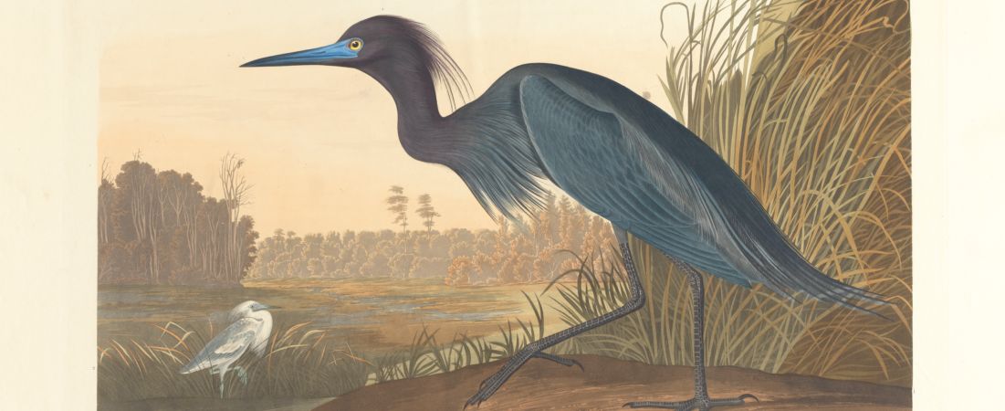 Blue crane or heron