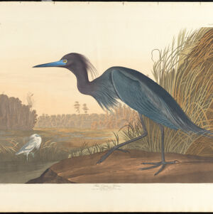 The Birds of America: From Original Drawings by John James Audubon
