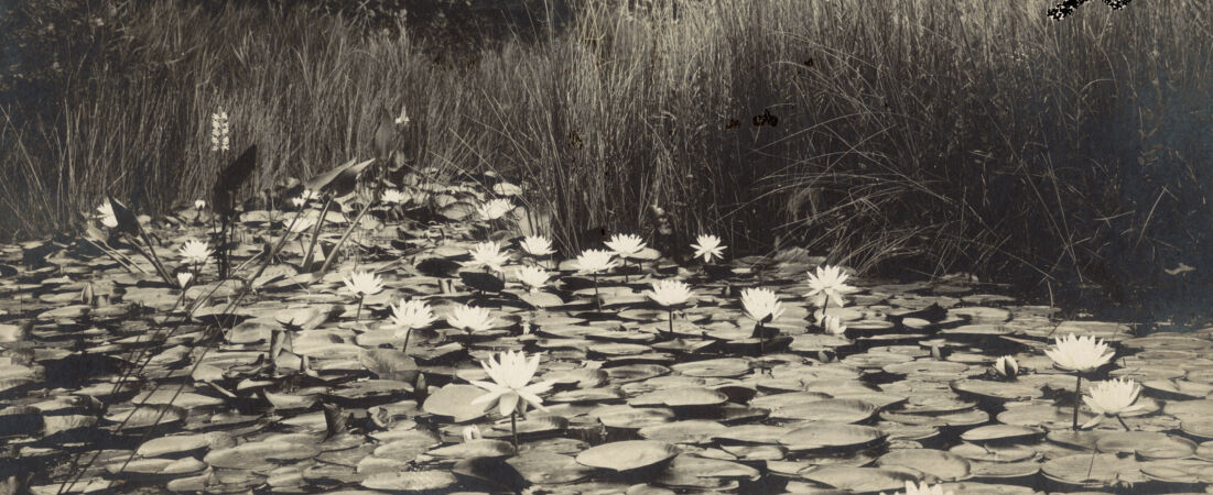 Pond lilies, Ponkapoag Pond