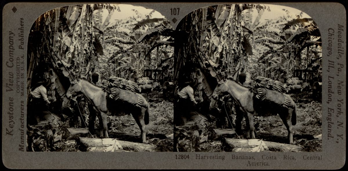 This stereograph (ca. 1879-1930) depicts a banana plantation in Costa Rica. The reverse side gives a short description: “The little ‘banana railroad’ that we see in the distance is owned by the United Fruit Company whose great refrigerator steamers carry vast quantities of this fruit…Today the people of the United States and Canada alone consume 50,000,000 bunches of bananas in a year.”